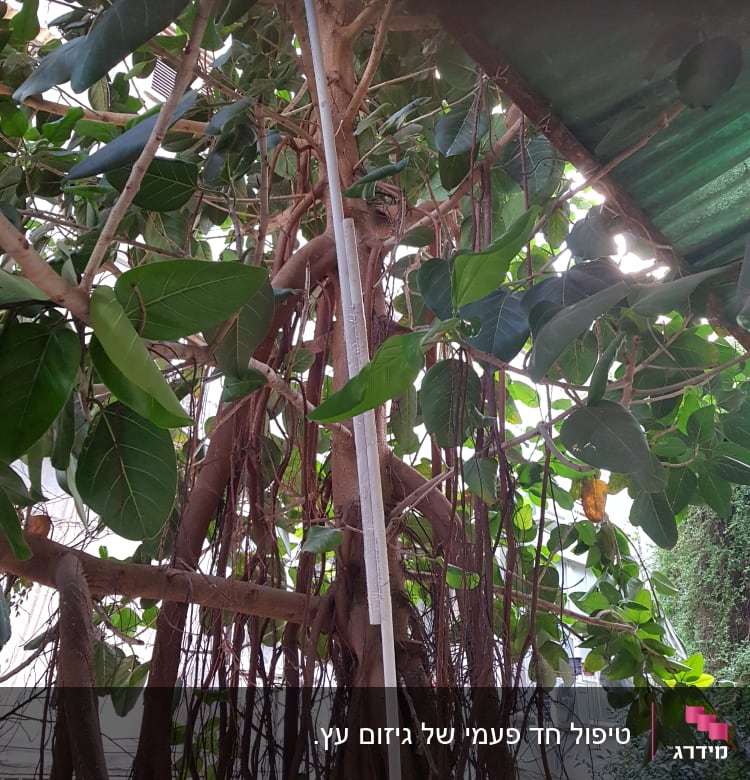 עץ עם ענפים ועלים ירוקים, ללא כלי גיזום נראים